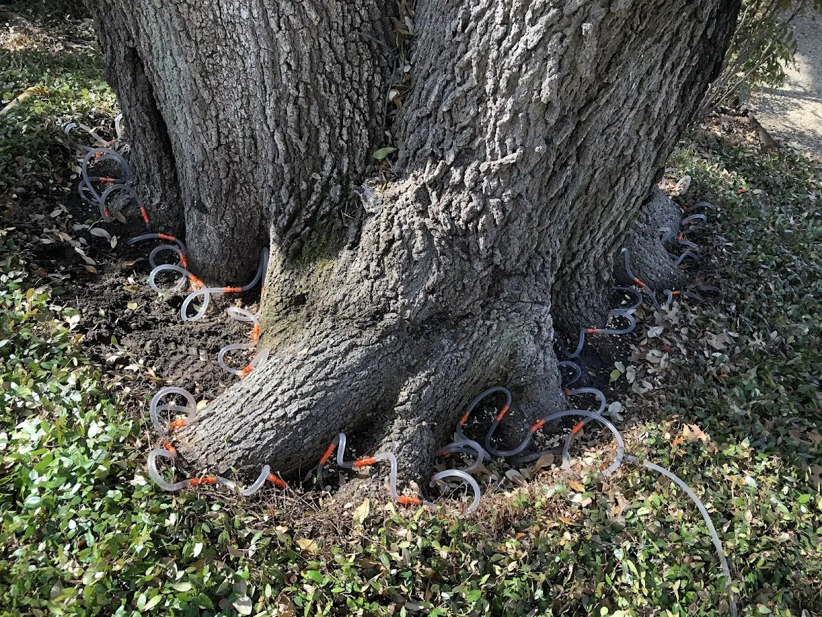 Detailed Tree Cabling and Bracing job site in Dedham