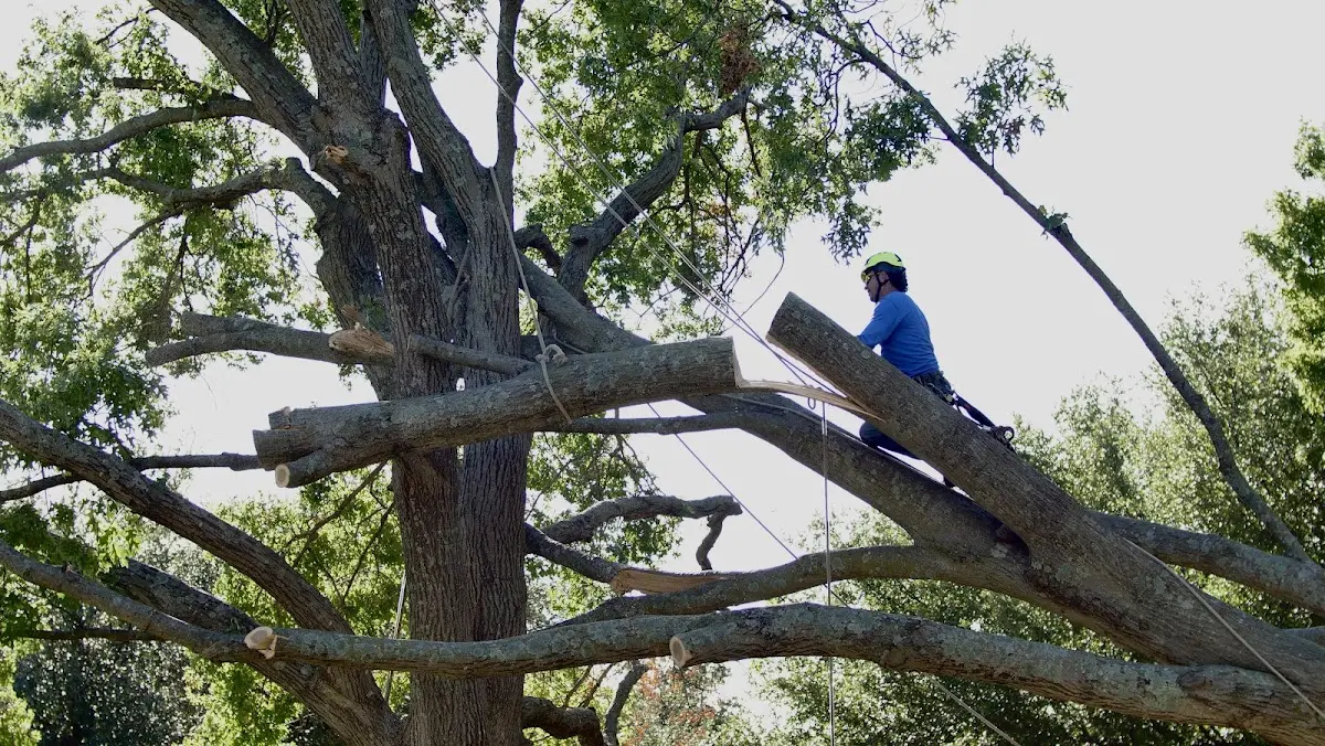 Professional Hazardous Tree Removal performed by certified arborists in Dedham