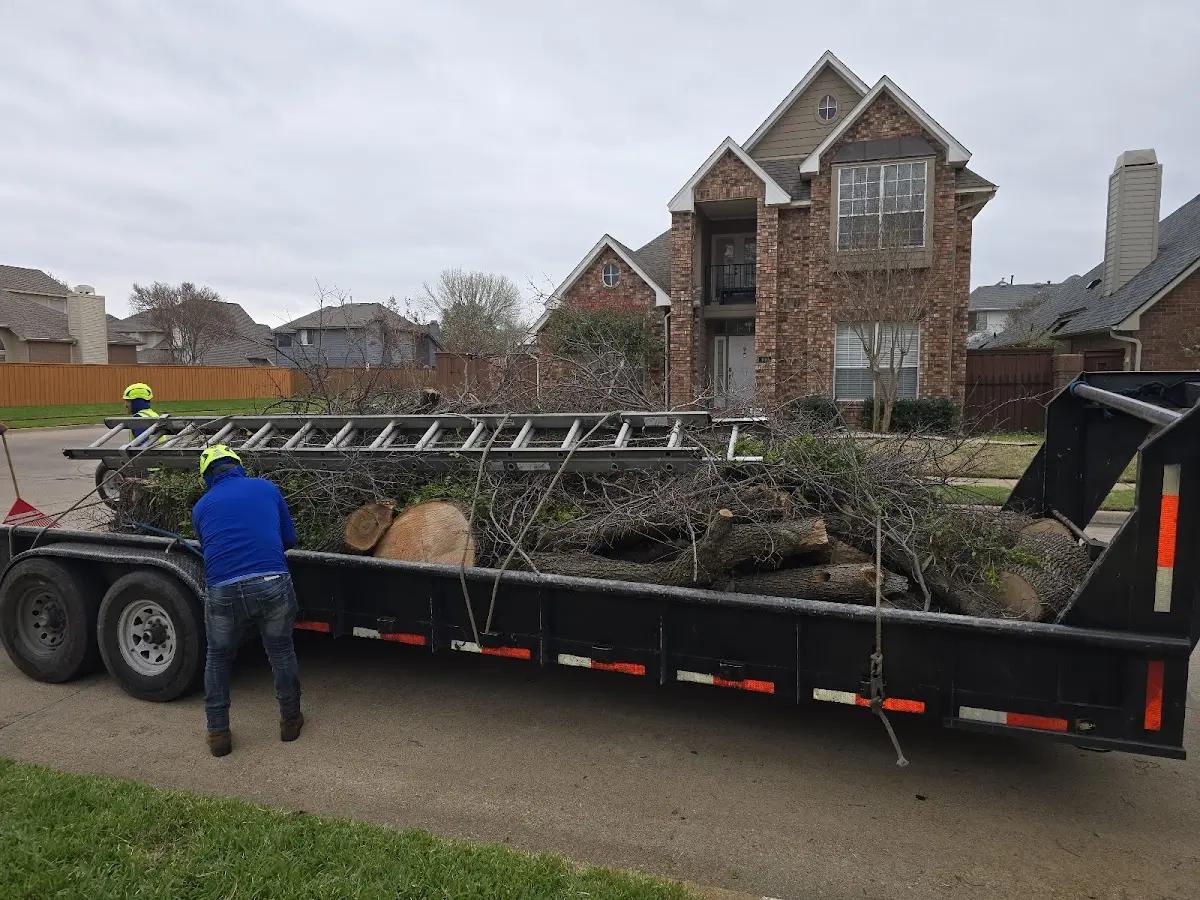 Expert Tree Pest Control with proper safety equipment in Dedham